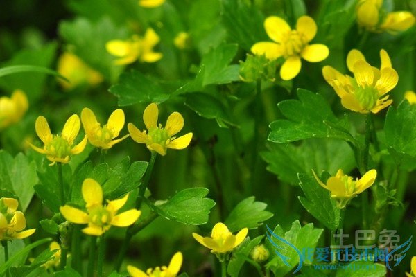 毛茛作用 毛茛作用