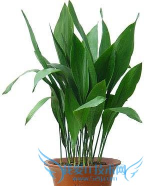 一叶兰的养殖方法 六大要点一览无遗