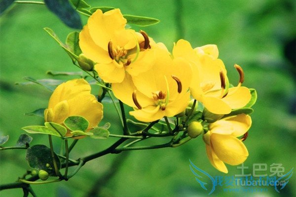 金叶槐嫁接 金叶槐嫁接