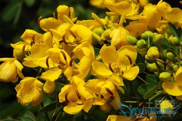 金叶槐嫁接 金叶槐嫁接