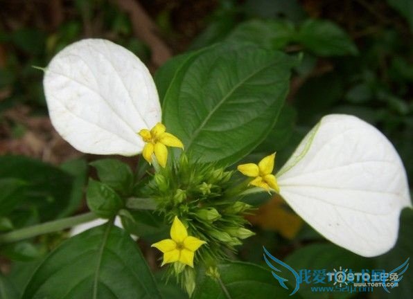 玉叶金花的养殖方法 看好六个养殖要素