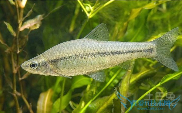 麦穗鱼养殖