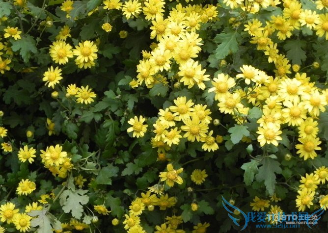 野菊花的食用方法