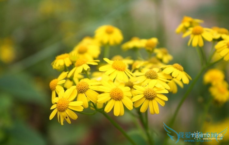 野菊花的功效与作用