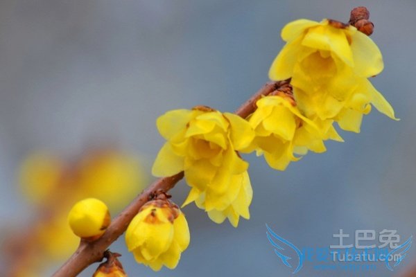 腊梅花图片