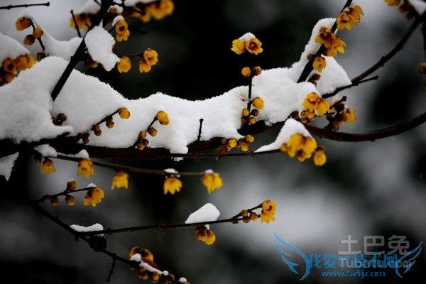腊梅花图片