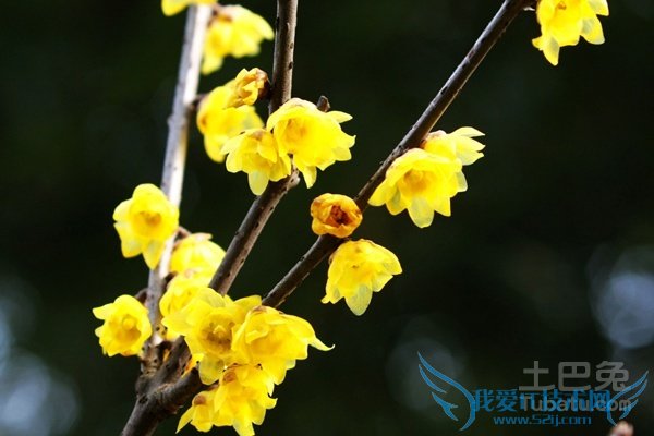 腊梅花图片