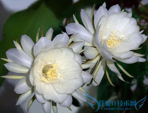 昙花的养殖方法 小编支招教你怎么样昙花