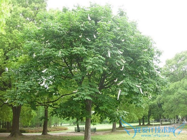 桫椤树的药用价值
