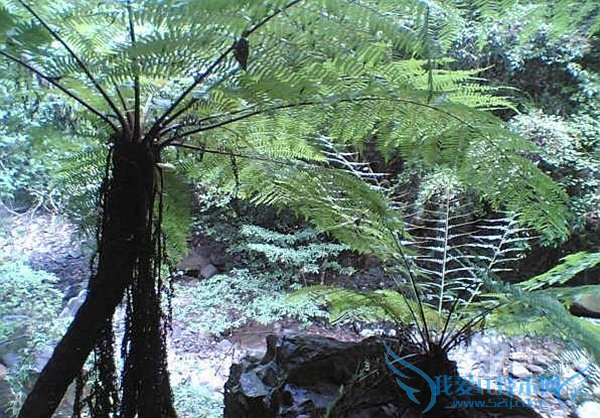 桫椤树的药用价值