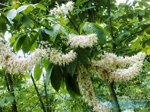 桫椤树的药用价值