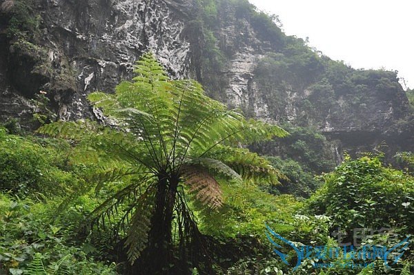 桫椤树的药用价值