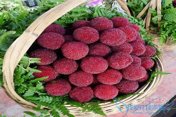 杨梅树种植 杨梅树种植