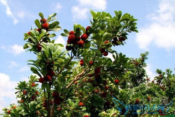 杨梅树种植 杨梅树种植
