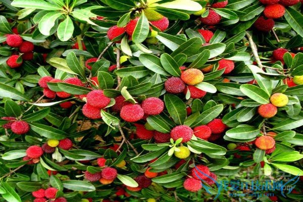 杨梅树种植 杨梅树种植