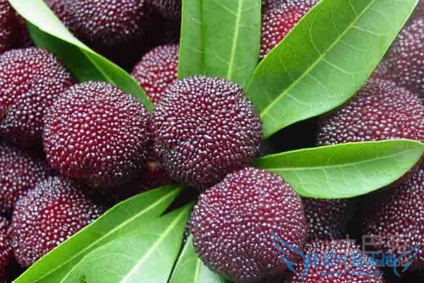 杨梅树种植 杨梅树种植