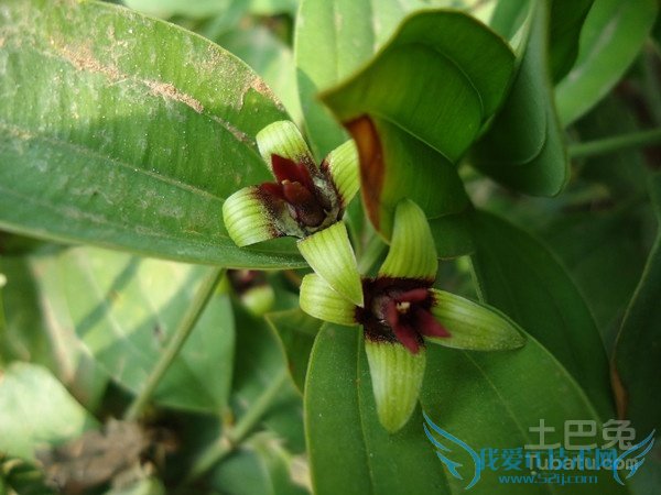 百部图片 百部图片