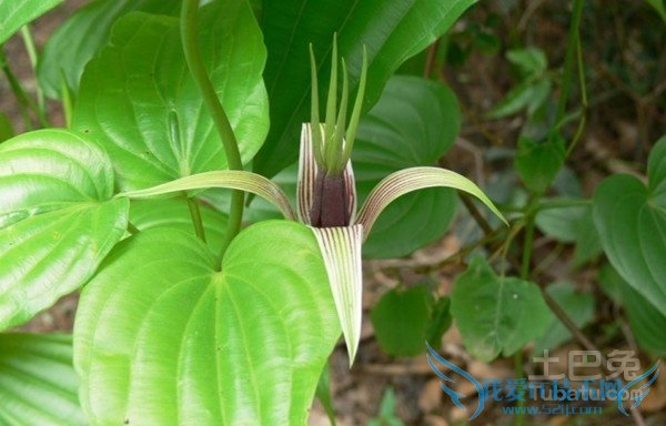 百部图片 百部图片