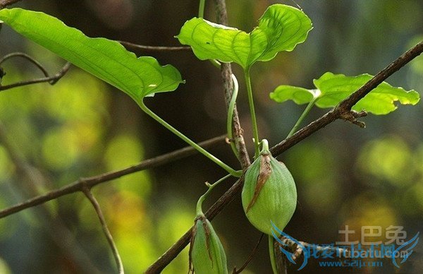百部图片 百部图片
