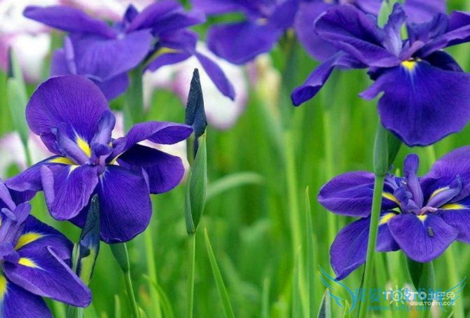 紫罗兰花语是什么 紫罗兰的传说