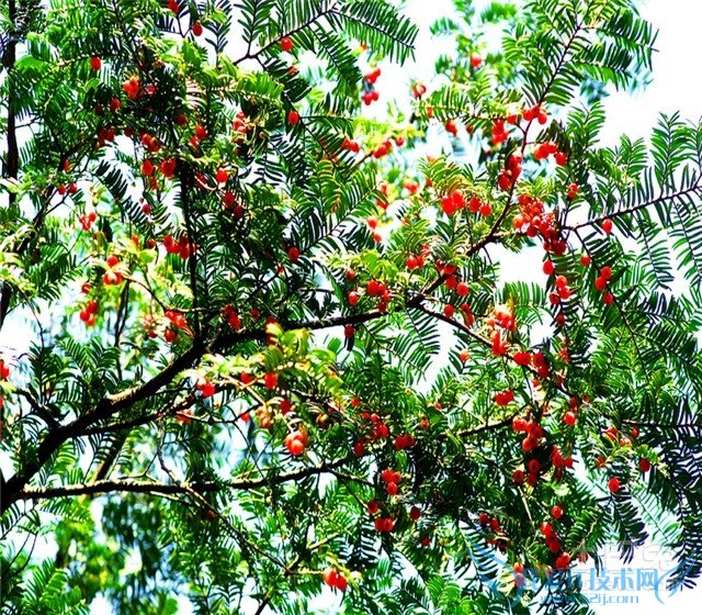 红豆杉树图片