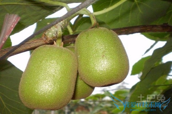 红阳猕猴桃种植技术