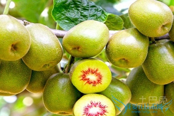 红阳猕猴桃种植技术