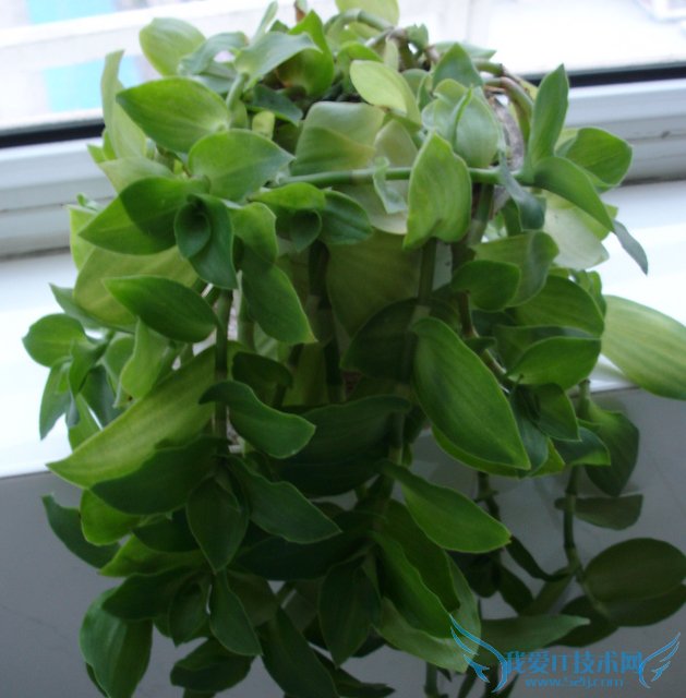 室内养花知识及养花风水