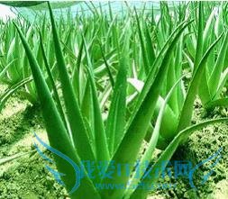 室内养花知识及养花风水