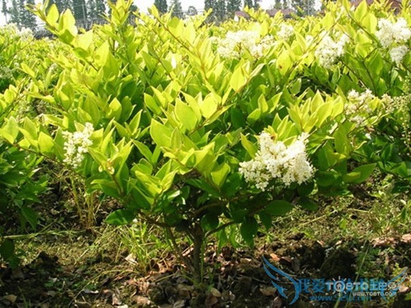 女贞子树苗 女贞子树苗