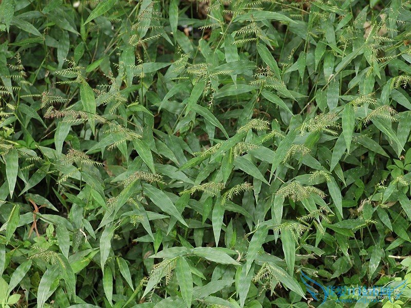 淡竹叶的功效与作用及食用方法和禁忌