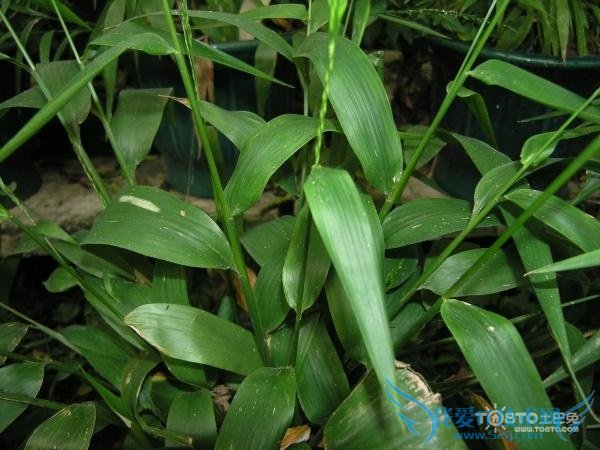 淡竹叶的功效与作用及食用方法和禁忌