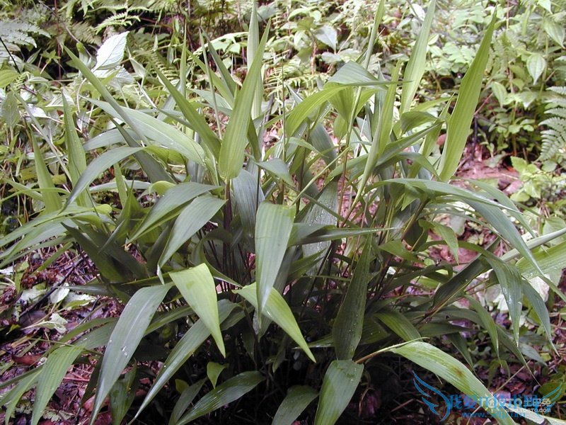 淡竹叶的功效与作用及食用方法和禁忌