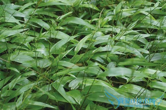 淡竹叶的功效与作用及食用方法和禁忌