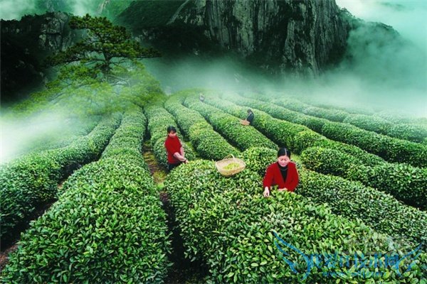 大红袍是什么茶