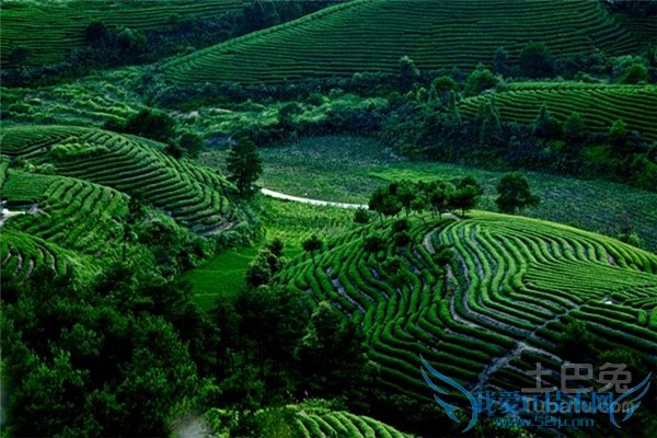 大红袍是什么茶