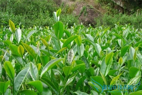 大红袍是什么茶