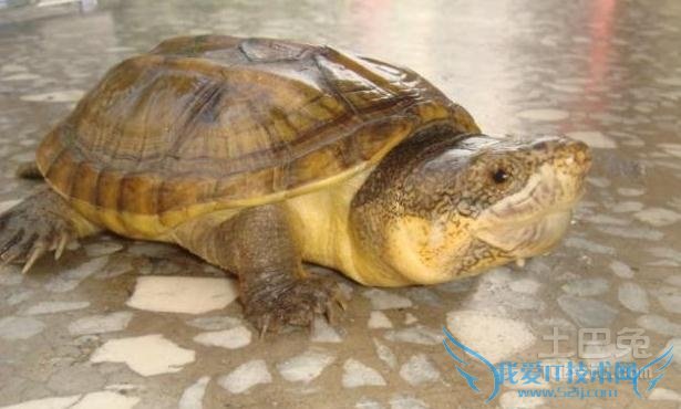 麝香龟能长多大 麝香龟能长多大