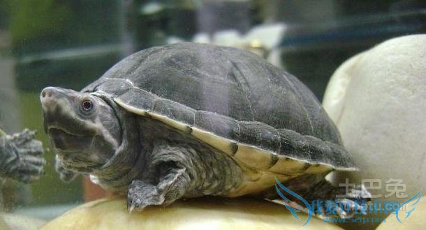 麝香龟能长多大 麝香龟能长多大