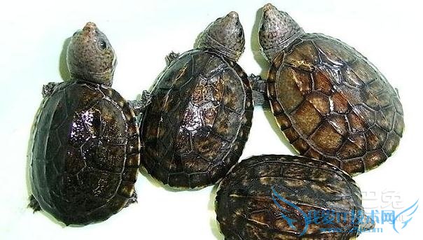 麝香龟能长多大 麝香龟能长多大