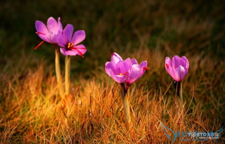 غ컨ݽŵĹЧ غ컨ݽŵĺô