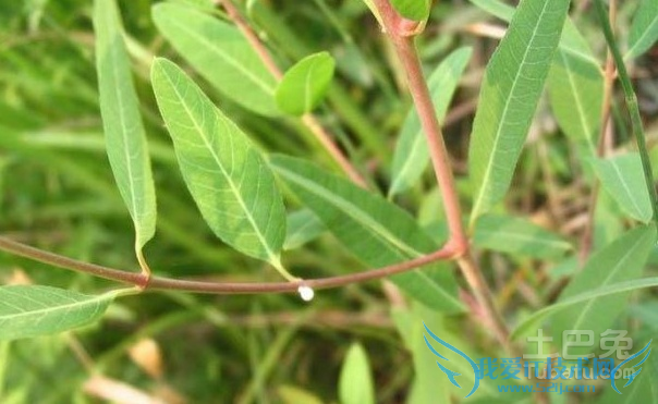 罗布麻叶的功效与作用