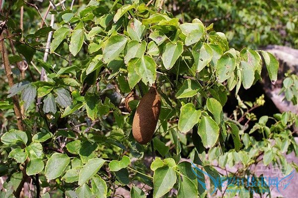 三叶木通的价格