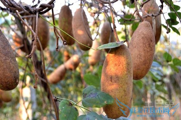 三叶木通的价格