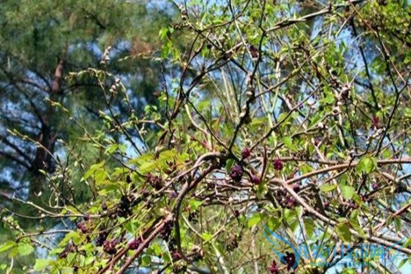 三叶木通的价格