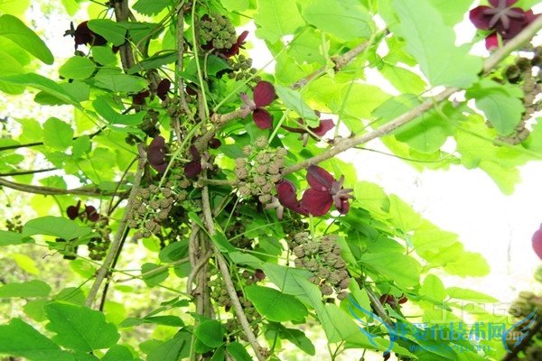 三叶木通的价格