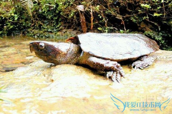 鹰嘴龟繁殖 鹰嘴龟繁殖