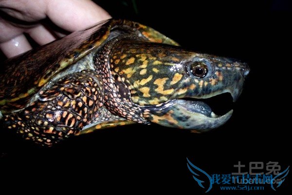 鹰嘴龟繁殖 鹰嘴龟繁殖