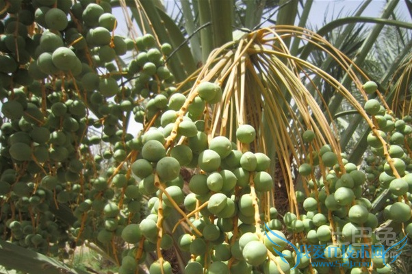 椰枣的功效与作用