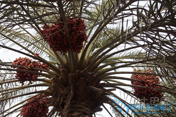 椰枣的功效与作用